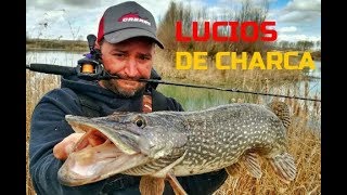 TESTING DAIWA PROREX TW 100HS SV WITH A GOOD PIKE daiwa prorex [upl. by Kerrison]