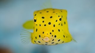 Yellow Spotted Box fish [upl. by Tuckie]