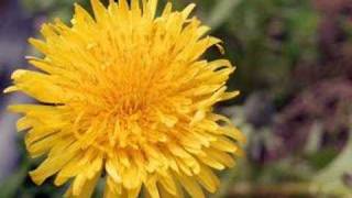 Dandelion by Tevin Campbell [upl. by Rubliw]