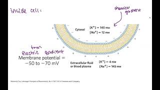 Membrane transport biochemistry  gradients potential amp active vs passive transport [upl. by Benson446]