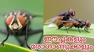 ഈച്ചകൾ നിസാരക്കാരല്ല  Surprising facts about houseflies didyouknow housefly [upl. by Idnam]