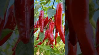 How to Grow Chili Pepper 🌶 at Home Using Simple Technique shorts plants farming [upl. by Aramot]