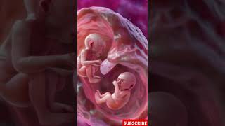 Incredible Footage of Twins Developing in the Womb [upl. by Teerpnam]