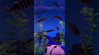 Black Banded Leporinus fish fishtank aquarium tropicalfish freshwater aquatic rarefish epic [upl. by Elia786]