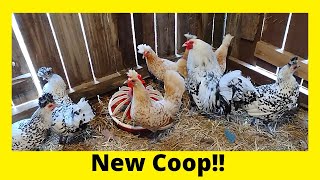 Appenzeller Spitzhauben Chicken New Coop [upl. by Lilith]