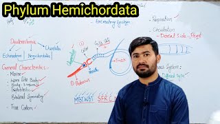 Phylum Hemichordata  General characters of Hemichordates  Fsc by irtisamsbiology [upl. by Nosyerg]