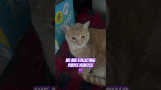 Hang with biscuit cute cats kittys [upl. by Thorlay719]