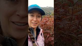 wild highbush cranberry  hatchers pass alaska [upl. by Lovash]