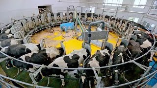 Intelligent Technology Smart Farming Cow Milking Machines  All Process to make Mozzarella amp Cheese [upl. by Ettennan]