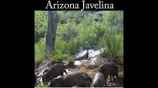 A herd of Javelina at the seep wildlife nature javelina [upl. by Eimmat]