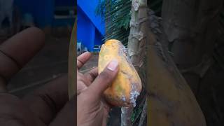 பப்பாளி பழம்  Papaya fruit [upl. by Windham979]