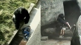 Kids Have Fallen Into Gorilla Enclosures In The Past But With Different Endings [upl. by Hermie]