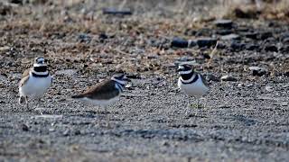 Killdeer Trio [upl. by Nile]