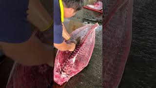 Witness Taiwan’s Finest Blackfin Tuna Cutting Performance [upl. by Arual]