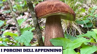 I PORCINI DELLAPPENNINO  funghi 2024 [upl. by Button927]