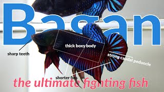 Bagan Betta Fish  The Ultimate Fighting Fish [upl. by Nybbor]