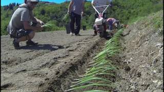 Vidéo plantation oignon [upl. by Walford394]