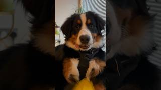 Bernese Mountain dogs are the goofiest 🤣 dogs bernesemountaindogs berner doglover [upl. by Assirroc122]