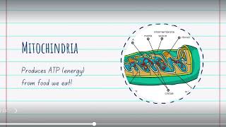 Chapter 3 Cytoplasmic organelles [upl. by Laird826]