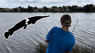 CATCHING The MOST PREHISTORIC Fish In Florida Gar and Alligators before Hurricane Milton [upl. by Odlavso]