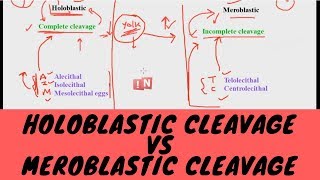 Holoblastic Cleavage vs Meroblastic Cleavage  What is the Difference [upl. by Goldston]