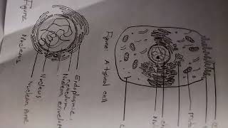 Histology practical drawing medical Collage [upl. by Nauaj147]