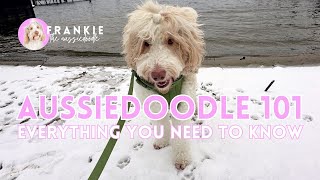 The Ultimate Guide to Aussiedoodles  Everything you need to know [upl. by Marjie]