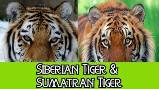 Siberian Tiger amp Sumatran Tiger  The Differences [upl. by Nnaaras721]