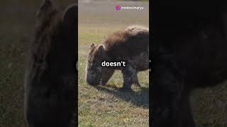 Wombats The Cube Pooping Marvels of Australia wombat animalfacts facts trendingshorts animals [upl. by Adalai129]