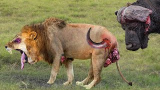 Shocking Moments When Painful Lions Are Attacked And Tortured By Africas Deadliest Preys [upl. by Eimor]