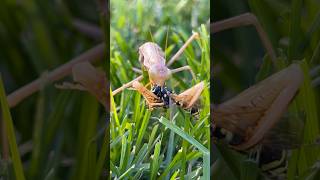 Praying mantis vs wasp😈😱bugs nature insects insectbehavior prayingmantis wasp [upl. by Bentley]