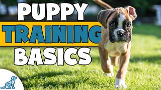 Youre Missing The Point Of Your Family Puppy Training Plan [upl. by Basir]