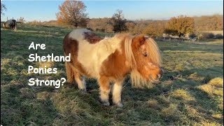 Are Shetland Ponies Strong TV Episode 464 [upl. by Lamraj]