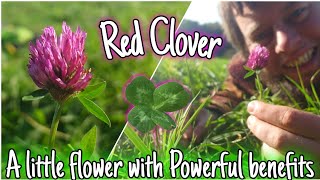 Red Clover  A Little Flower With POWERFUL benefits 🌸 [upl. by Mcclish]