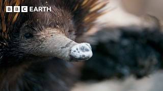 A Close Encounter with Endearing Echidnas  The Making of Mammals  BBC Earth [upl. by Mihalco731]