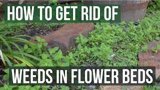 How to Get Rid of Weeds in Flower Beds 4 Easy Steps [upl. by Schnorr]