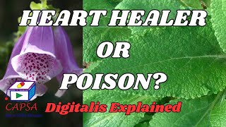 Digitalis The Heart Healing Plant  Pharmacognosy Explained  Benefits Risks amp Uses [upl. by Ailatan486]