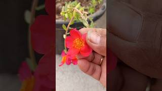 पर्सलेन प्लांट  9 oclock flower plant care  shorts ytviralvideo purslane [upl. by Neelyahs567]