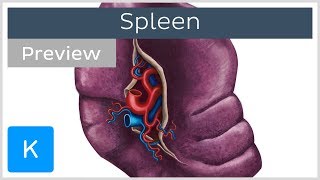 Anatomy of the Spleen preview  Human Anatomy  Kenhub [upl. by Bekaj564]