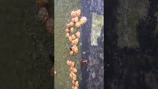 A Group Of Ladybirds Preparing For HibernationA group of Ladybirds isAnswer in description [upl. by Acsot911]