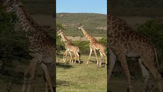 Giraffes in Maasai Mara kenya africa safari [upl. by Tania112]