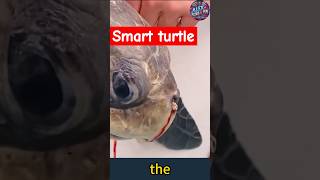 Brave Sea Turtles Survival Enduring Pain for a LifeSaving Rescue [upl. by Eirod]