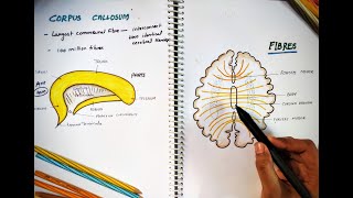 CORPUS CALLOSUM  Parts and Function  Largest Commissure  White Matter  Neuro Anatomy [upl. by Soinski]