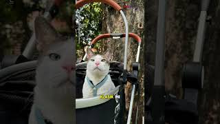 UMR Jakarta 2024 Kalah Dibanding Harga Stroller Kucing Prabowo Subianto [upl. by Mackenzie]