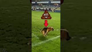 Funny Dog Plays in Professional Football football soccer sports shorts animals dog [upl. by Murrah]