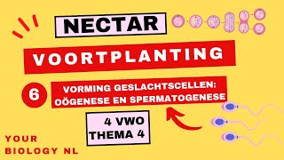 4 vwo  Voortplanting  6  Vorming geslachtscellen oögenese en spermatogenese [upl. by Hardin]