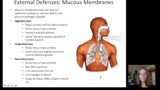 Lecture 19 Immune System [upl. by Mosi825]