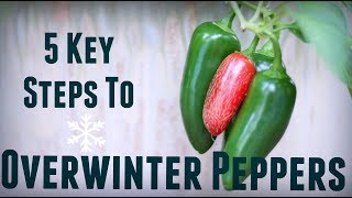 How to Overwinter Pepper Plants  5 Steps for Prolific amp Early Yields  Overwintering Pepper Plants [upl. by Ronny]