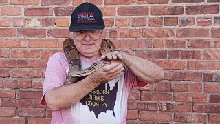 Columbian boa holding and petting [upl. by Rebbecca1]