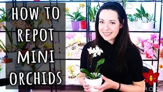 How to repot a Mini Phalaenopsis Orchid  Detailed guide  Orchid Care for Beginners [upl. by Fausta]